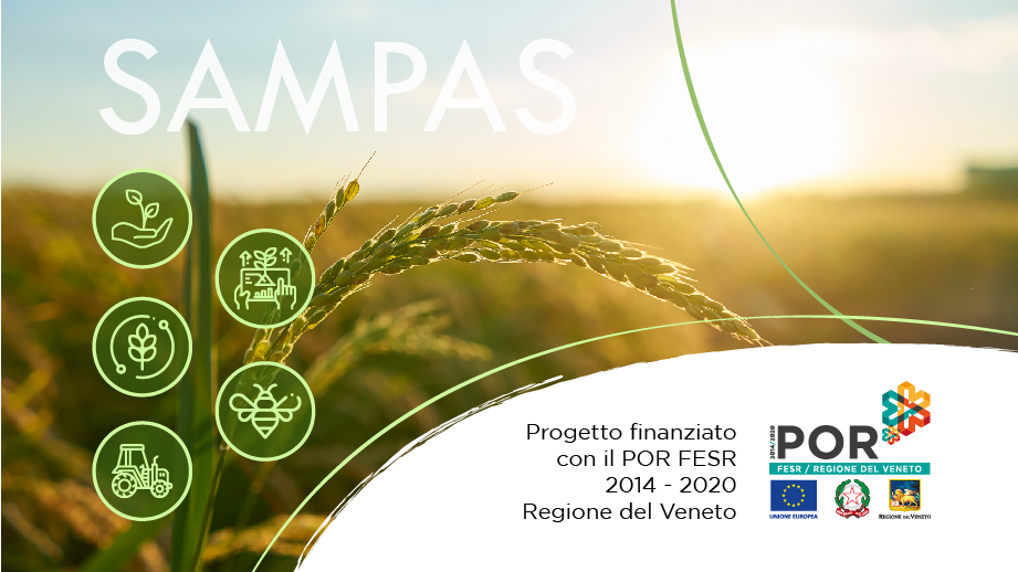 grafica Sampas sito progetto Sampas - Consoft Informatica